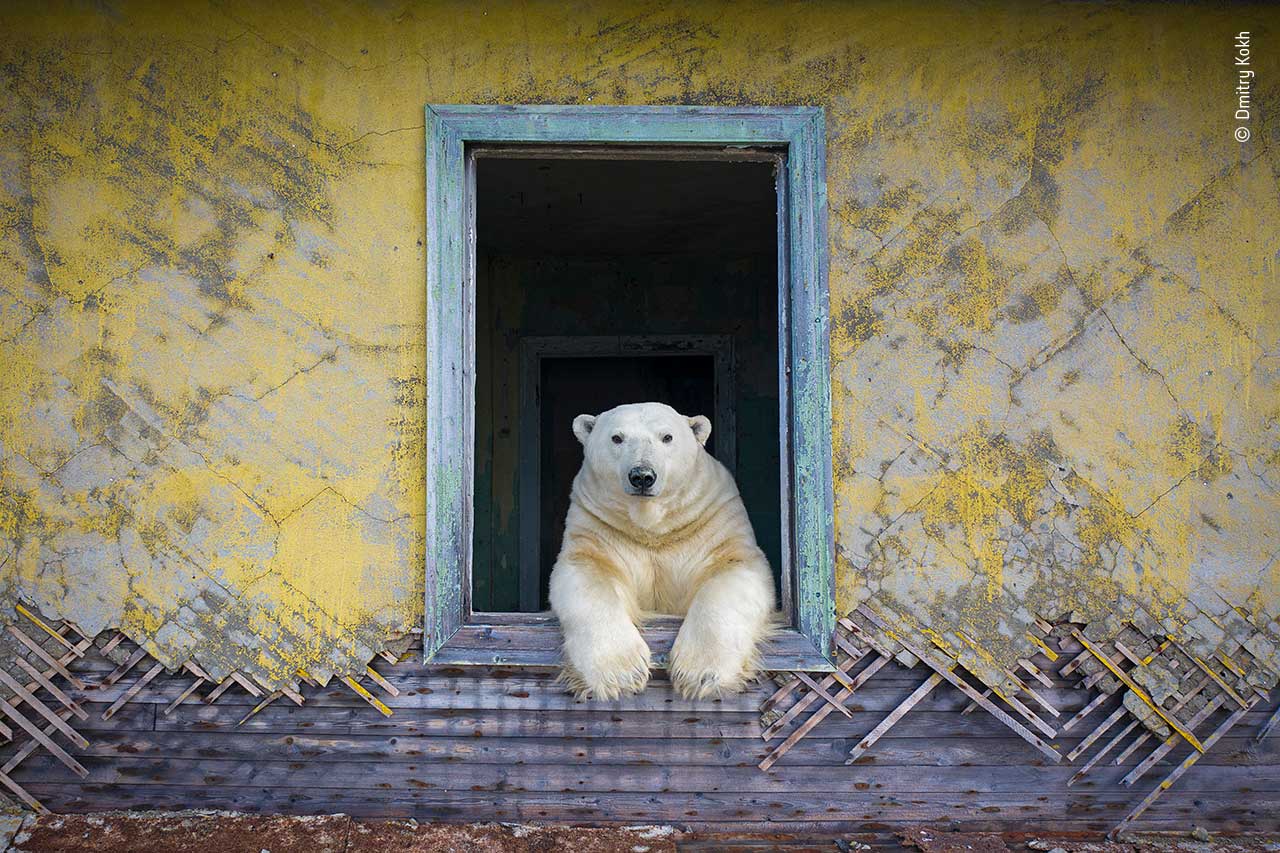 Polar frame © Dmitry Kokh